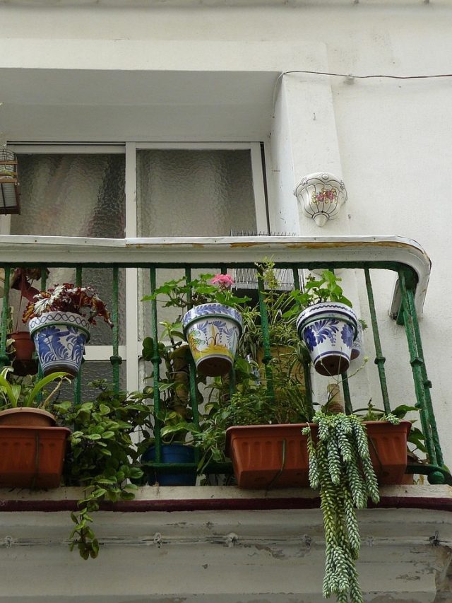 Hanging Basket में उग जाएंगी ये सब्जियां, नहीं होगी जगह की जरूरत