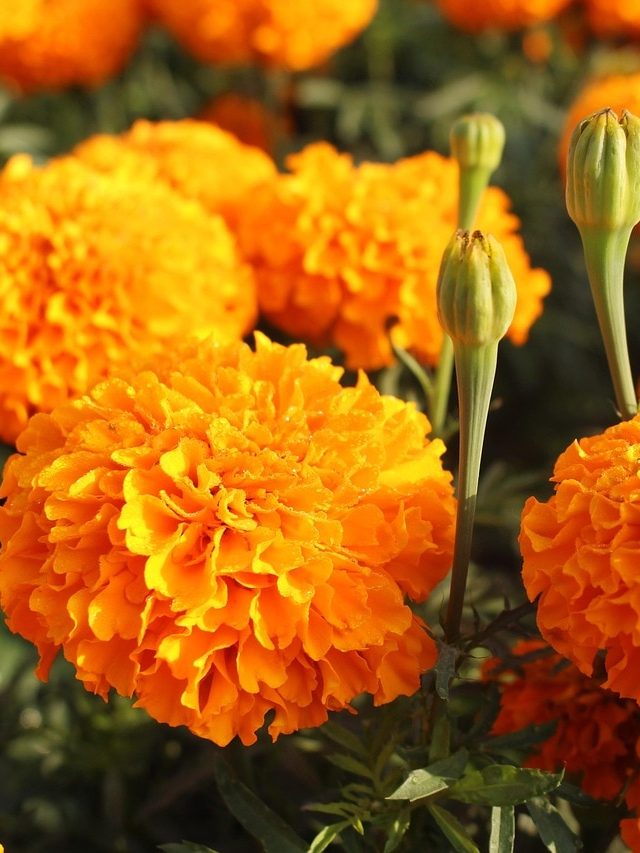 फूलों से ऐसे उगाएं गेंदे का पौधा, घर बैठे तैयार करें ढेरों प्लांट