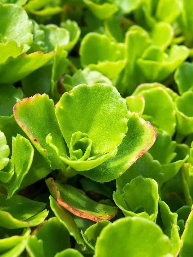 कई बीमारियों का इलाज है ये पौधा, जानें पत्थरचटा से लाखों कमाने का तरीका