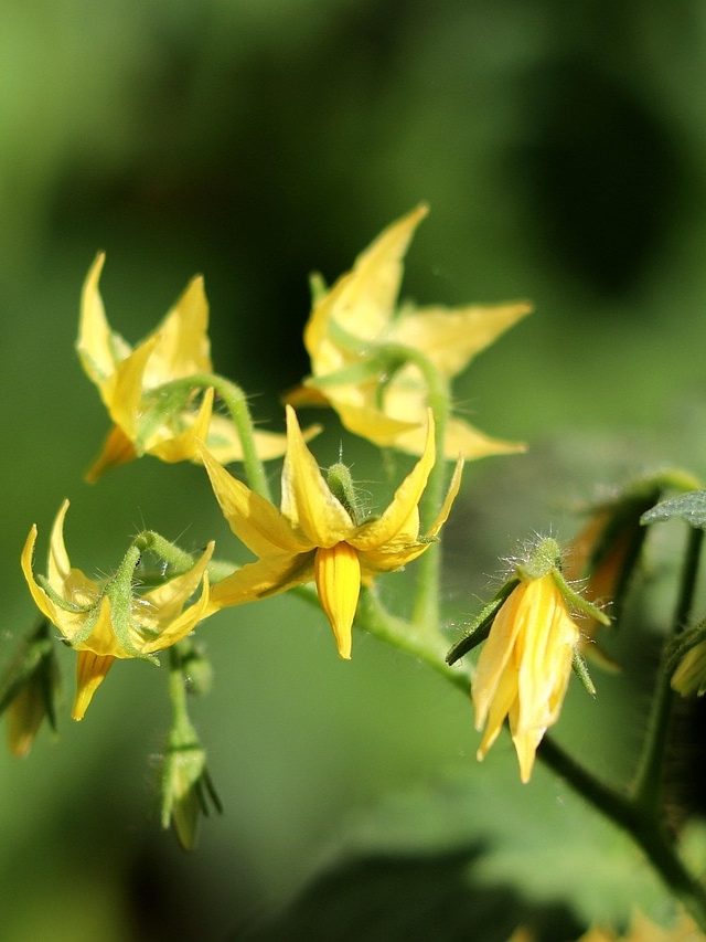 अचानक मुरझा रहे टमाटर के पौधे? समय रहते ऐसे करें बचाव