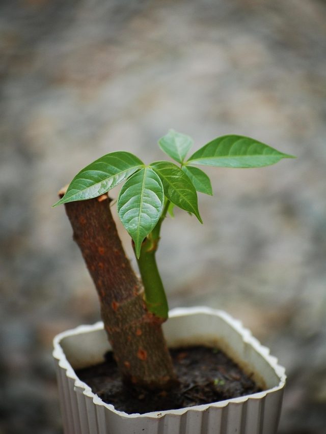 बस एक पत्ती से उग जाते हैं ये 8 पौधे, जानिए सही तरीका