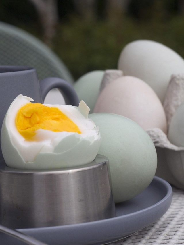 হাঁসের ডিম কতক্ষণ ফোটালে পুরো সিদ্ধ হয়,ঠিক হিসাবটা জানেন তো?