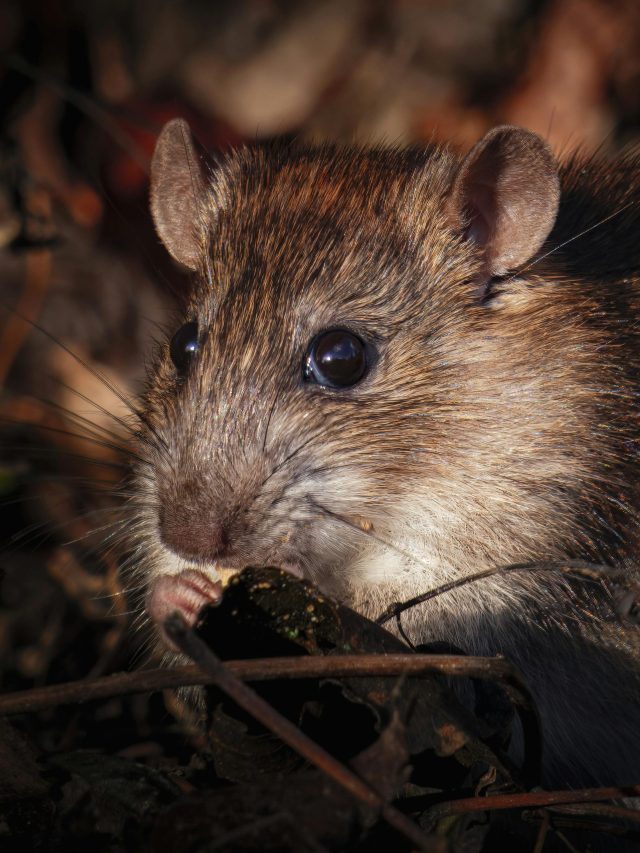 ইঁদুর পালাবে বাপ বাপ বলে, জেনে নিন মোক্ষম টোটকা