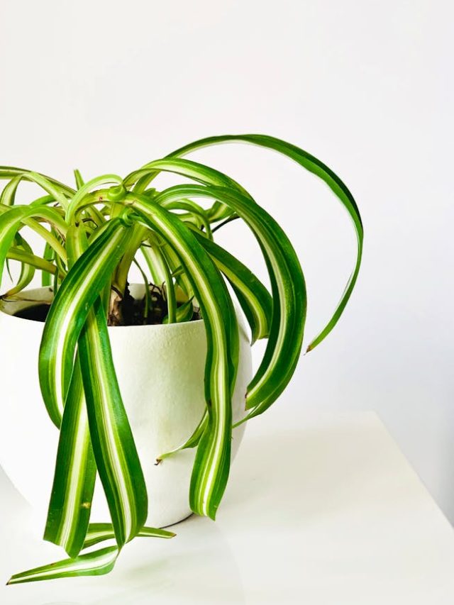 स्पाइडर प्लांट को हरा-भरा रखने के लिए कैसे पानी देना सही?