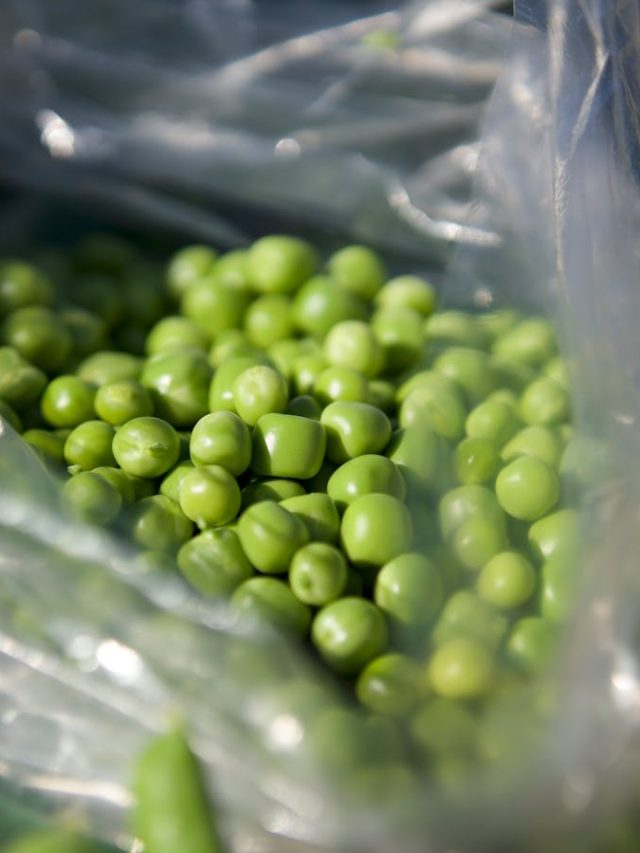 এভাবে রাখলে গরমেও মটরশুঁটি খেতে পারবেন,  নষ্ট হবে না সহজে