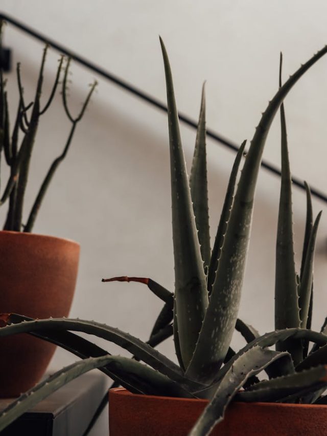 घर लगे हैं ये 4 पौधे तो बीमारियां रहेंगी कोसों दूर, देखें लिस्ट