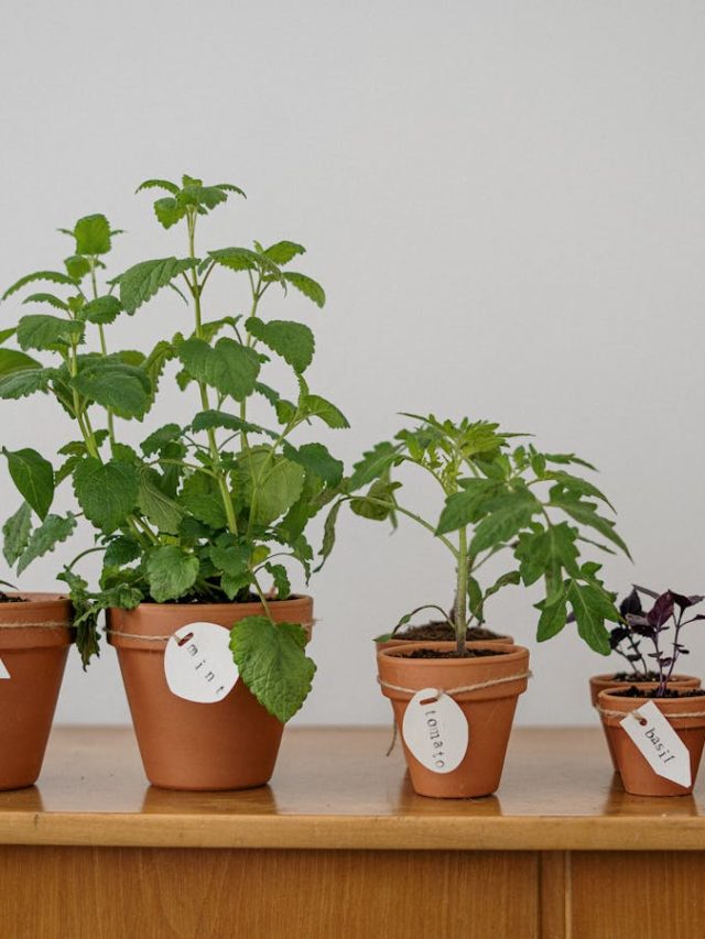 9 ऐसे पौधे जिन्हें अधिक पैदावार के लिए जरूरी है प्रूनिंग