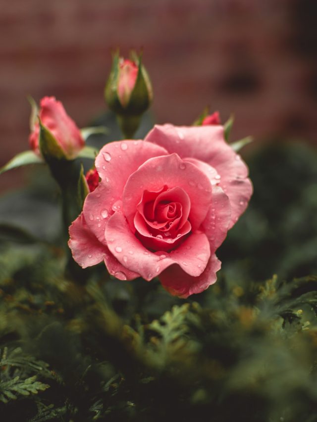 गुलाब में नहीं आ रहे फूल, पीले हो रहे पत्ते, गिर रहीं कलियां? जानें ये छोटा-सा सीक्रेट