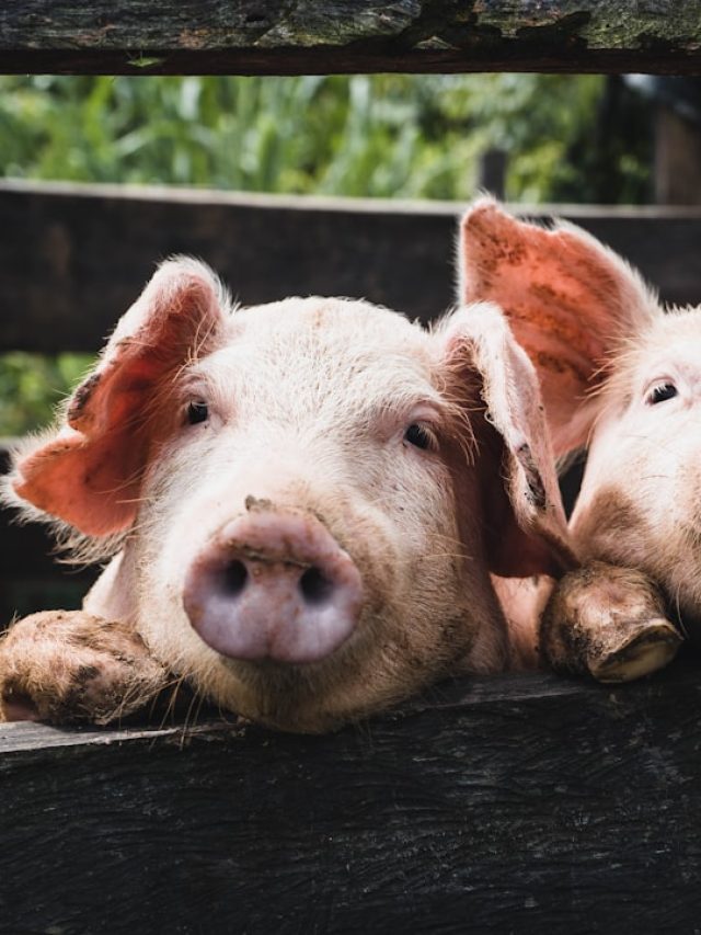 पूर्वी भारत की शानदार नस्ल है ये ‘घुंघरू’ सूअर... जानें इसकी खासियत