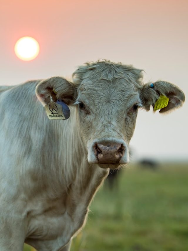पशुओं की हेल्थ से लेकर सरकारी योजना की डिटेल अब मोबाइल में... कमाल का है ये ऐप
