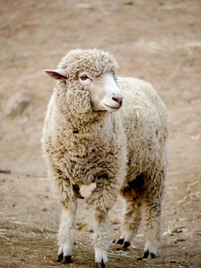 गुजरात की ये भेड़ देती है कम संसाधन में बेस्ट परफॉर्मेंस, जानें इसकी खासियत