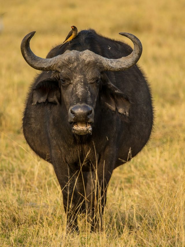 भैंस गर्भवती है तो भूल कर भी न करें ये गलतियां... ऐसे रखें खास ख्याल