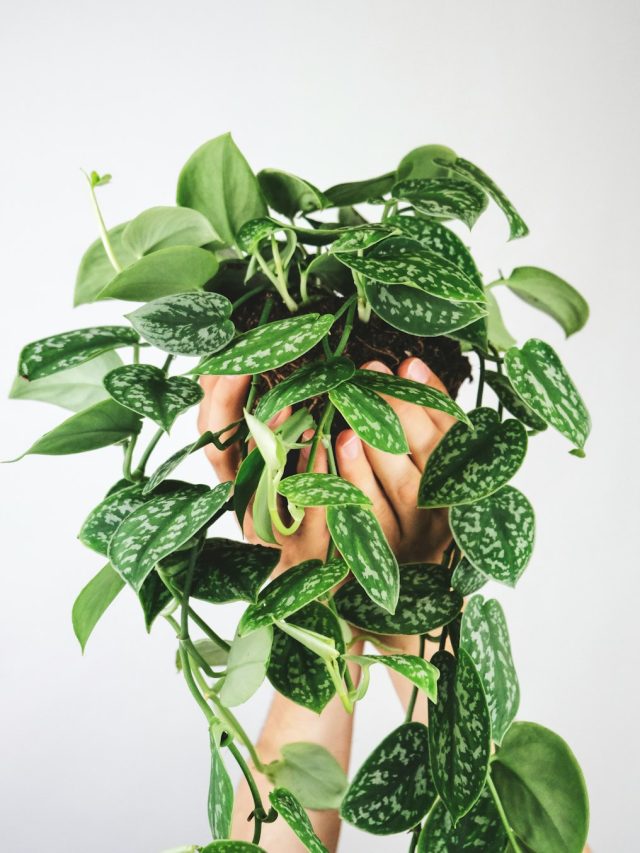 कुछ मनी प्लांट में छोटे तो कुछ में बड़े और घने पत्ते क्यों? जानें