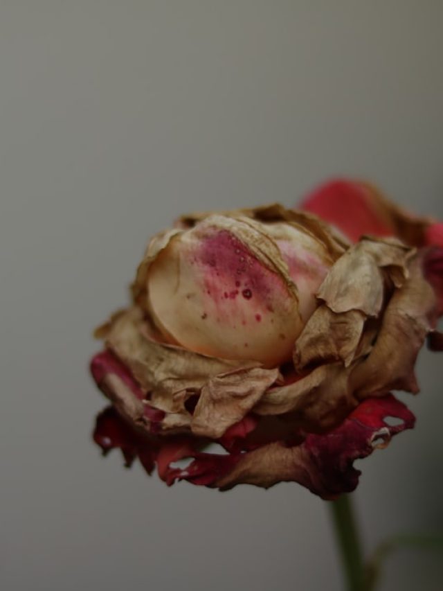 गुलाब की पत्तियां हो रहीं काली या सफेद? जानें 5 आम बीमारियां