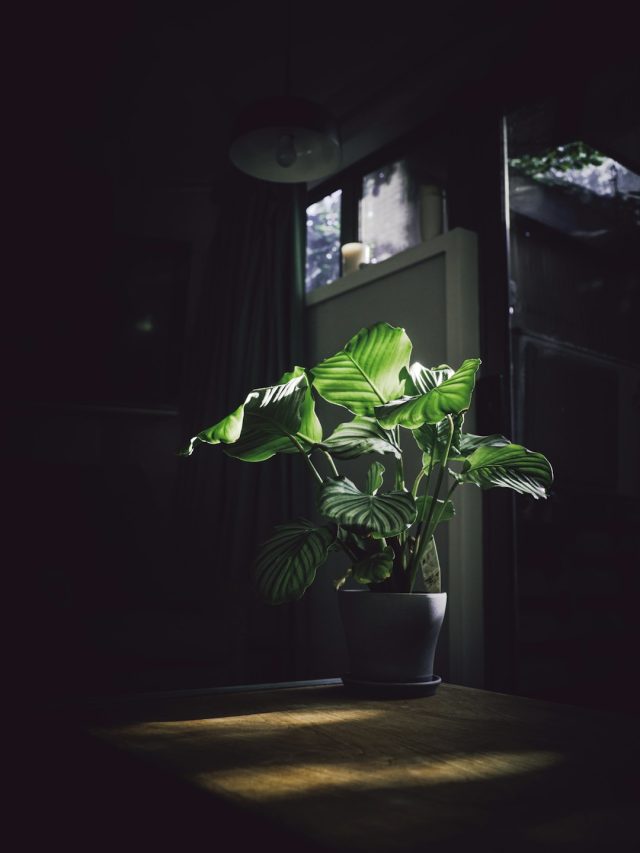 आपके बगीचे का ‘सुपरहीरो’ बन सकता है सफेद सिरका! जानें फायदे