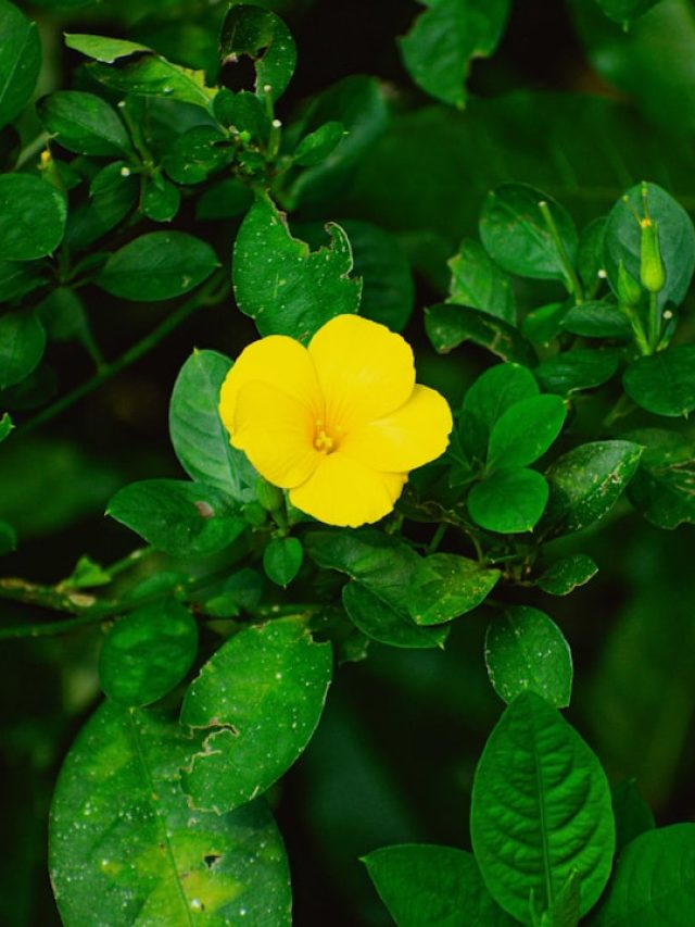 नन्हे से पौधे में आने लगे फूल? जल्द तोड़ दें कलियां, नहीं तो हो सकता है नुकसान