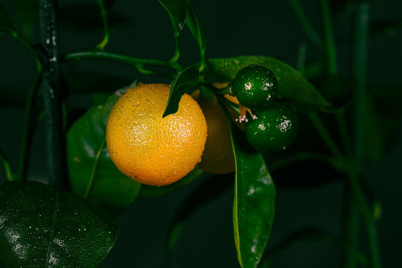 घर में गमले में उगाएं नारंगी, फल से लदा रहेगा पौधा