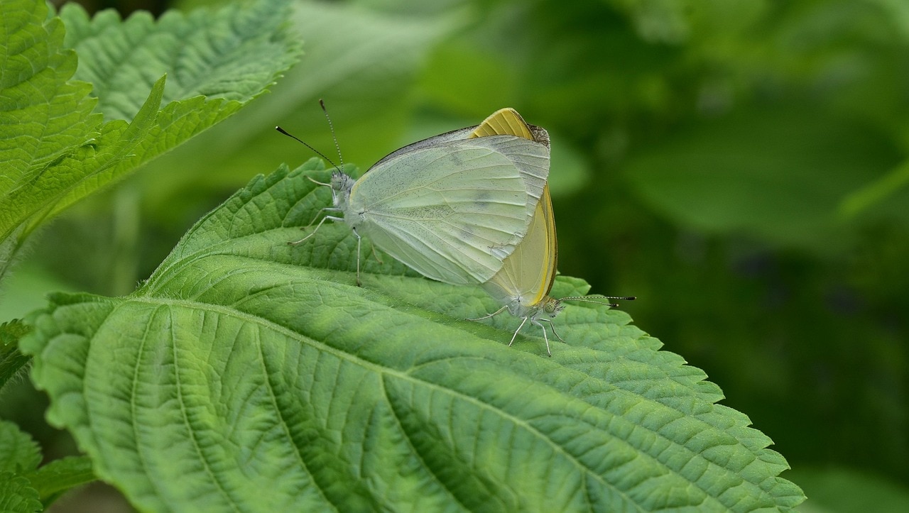 बस एक पत्ती से उग जाते हैं ये 8 पौधे, जानिए सही तरीका