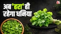 ना गलेगा, ना सूखेगा...हरा धनिया ऐसे रहेगा हफ्तों तक ताजा ना गलेगा, ना सूखेगा...हरा धनिया ऐसे रहेगा हफ्तों तक ताजा