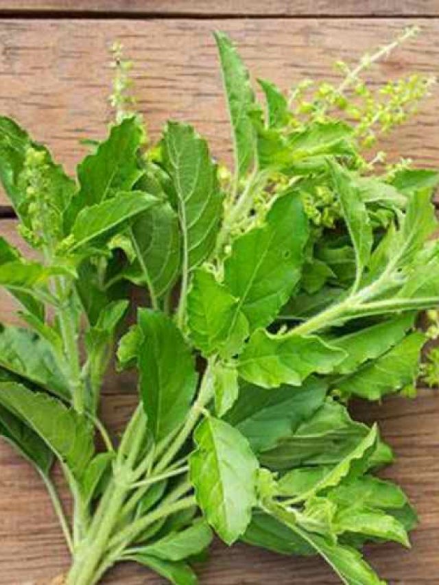 ম্যাজিকের মতো  পেট সাফ, তুলসী পাতা এভাবে খেলেই সারবে কোষ্ঠকাঠিন্য