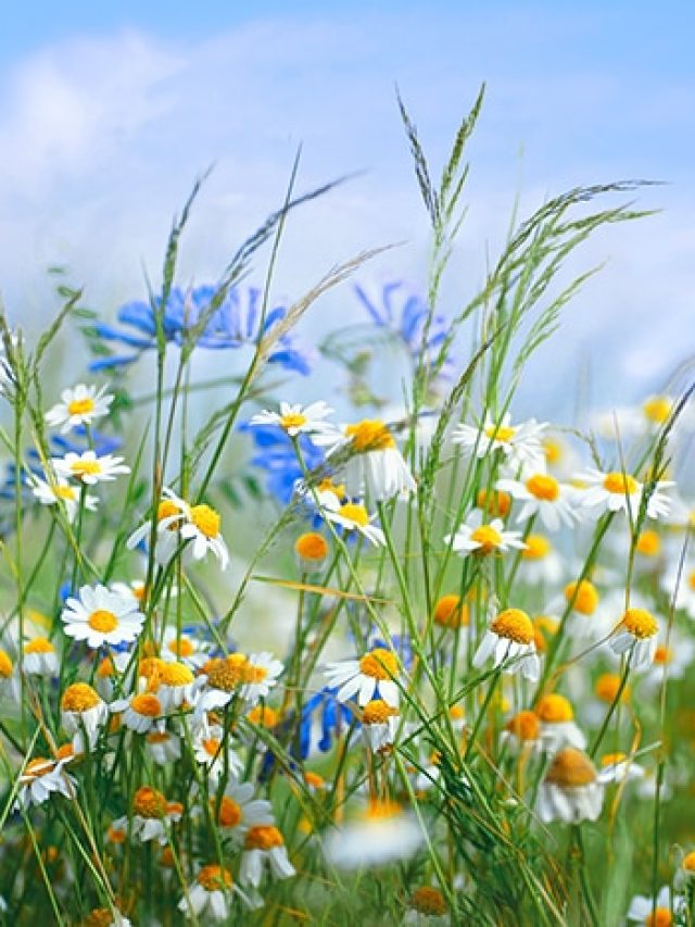 Garden Secrets Revealed — The Summer Flowers India Can’t Stop Planting