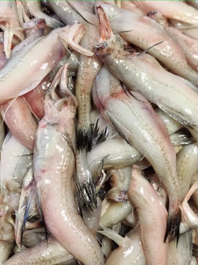 সস্তার লটে মাছ শরীরে কী ঘটাচ্ছে? খাওয়ার আগে জেনে নিন