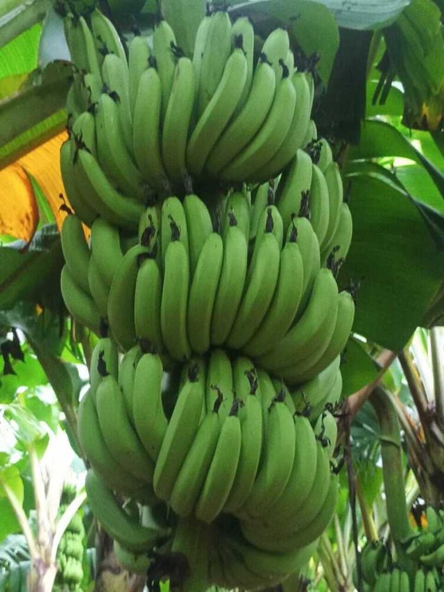 কাঁচকলা রান্নার আগে করতে হবে এই ছোট্ট কাজ, অনেক রাঁধুনি জানেই না