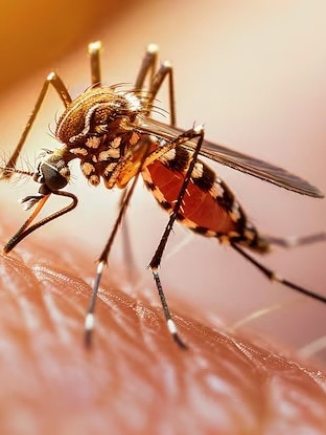 এখনই মশার সময়, বাড়িতে প্লাস্টিক থাকলেই হবে, বাপবাপ বলে পালাবে