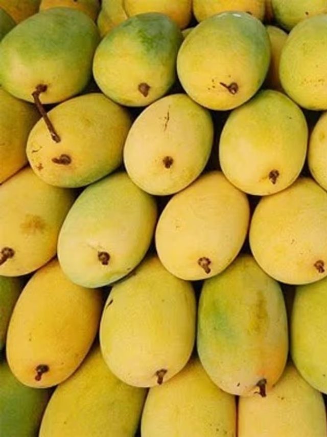 মরশুম ঢুকছে, ঠকার আগে চিনি রাখুন কোনটা আসল হিমসাগর