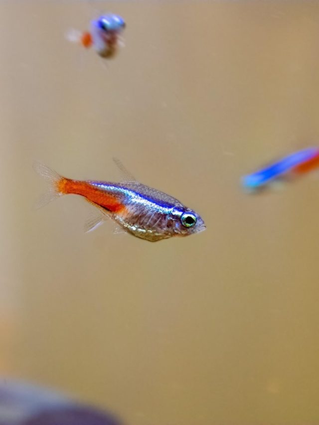 অ্যাকোয়ারিয়ামে নিয়ন টেট্রার সঙ্গে কোন কোন মাছ রাখবেন?