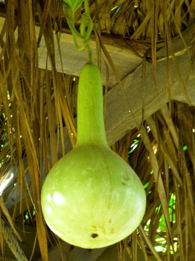 घर के गमले में उगाएं ताज़ी लौकी, जानें आसान तरीका