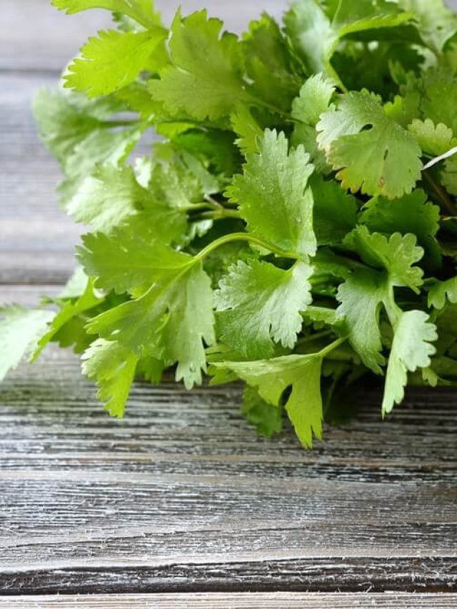 পুরনো বালতিতেই হবে ধনেপাতা, সারাবছর পাবেন