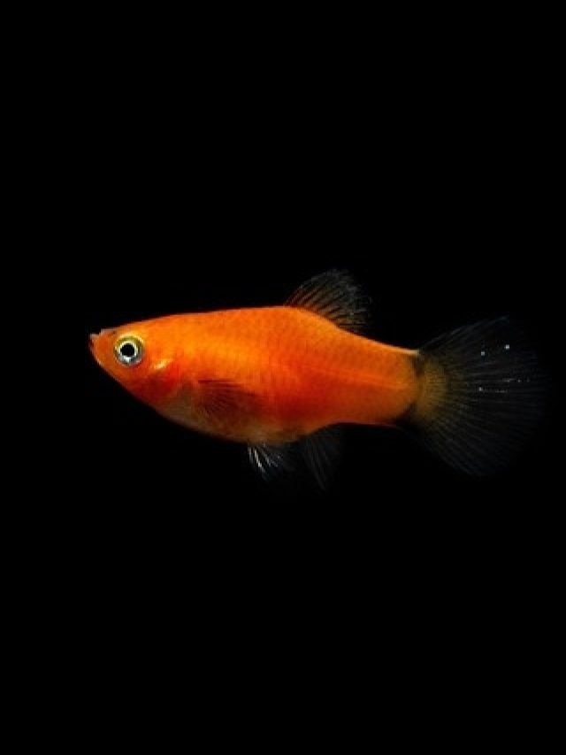 অ্যাকোরিয়ামে মলি মাছের সঙ্গে কোন কোন মাছ রাখবেন?