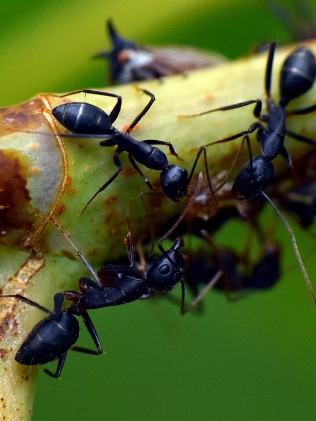 পিঁপড়ে পালাবে বাপ বাপ বলে, জানুন ঘরোয়া টিপস