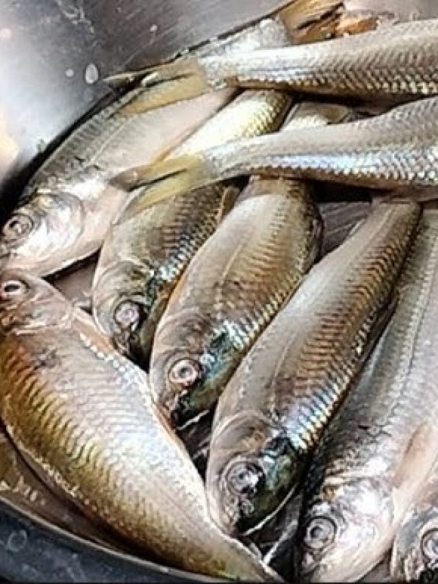 চুনোপুটি এই মাছেই রুই-কাতলার সব গুণ, খেলেই এসব হবে শরীরে