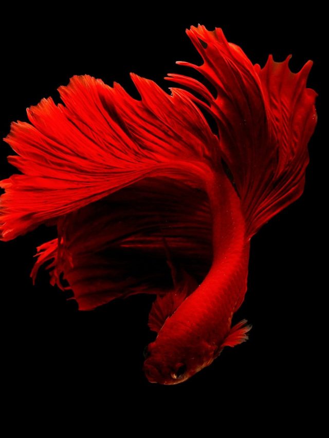 অ্যাকোয়ারিয়ামে ফাইটার ফিশের সঙ্গে কোন মাছ রাখবেন?