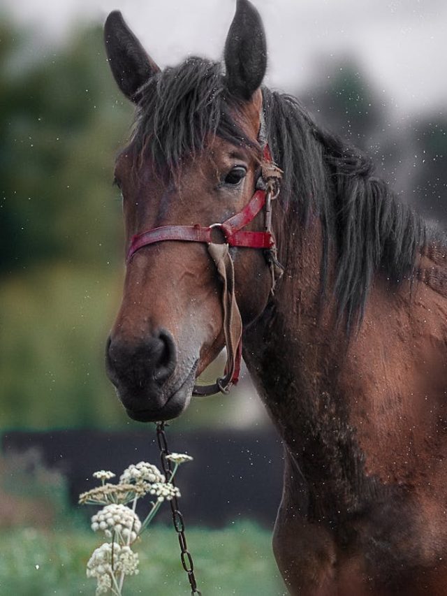घोड़ों को क्यों होता है कोलिक पेन? जानिए लक्षण, कारण और बचाव के उपाय