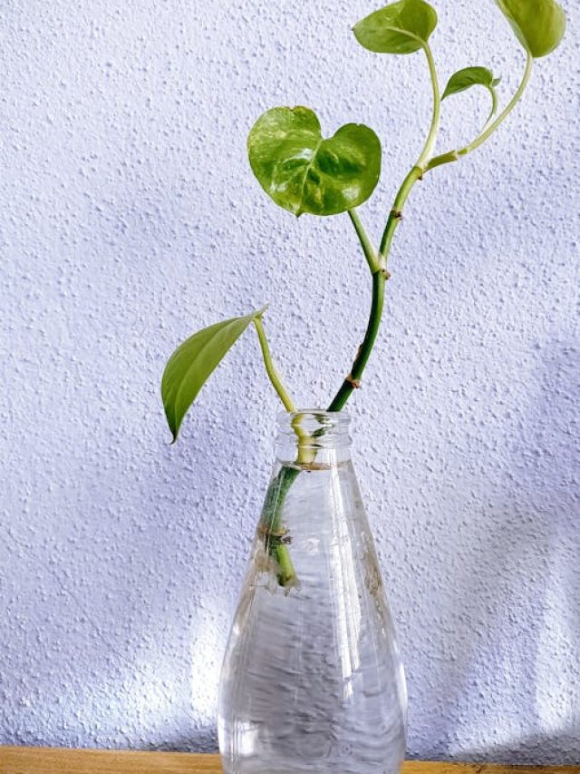 मिट्टी की जरूरत नहीं, बस पानी में उग जाते हैं ये 7 पौधे