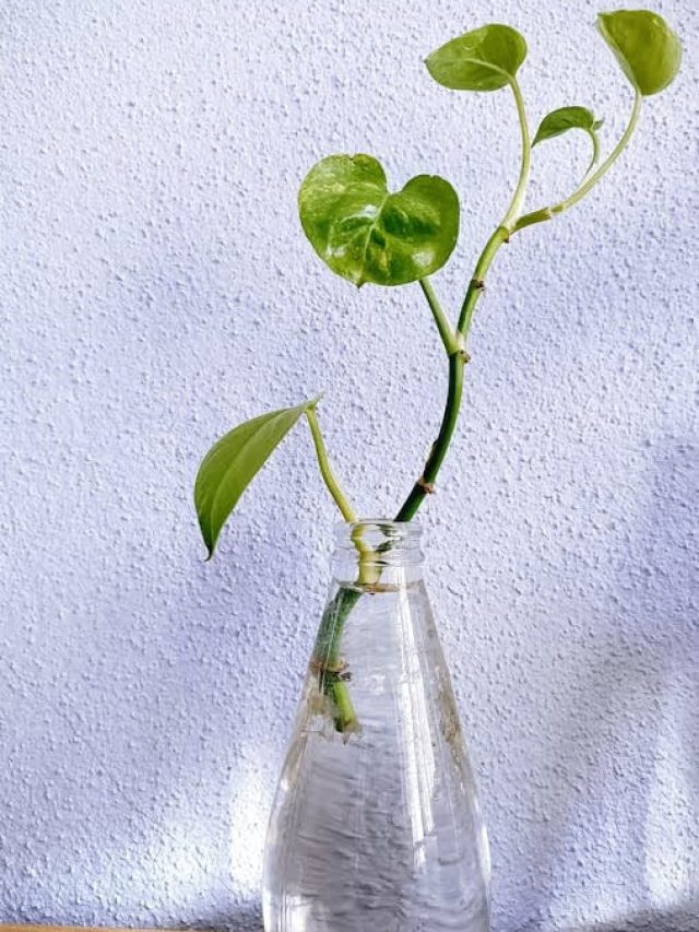 এই ৭ গাছের জন্য মাটির প্রয়োজন নেই, জলেই বেড়ে ওঠে: গার্ডেনিং টিপস