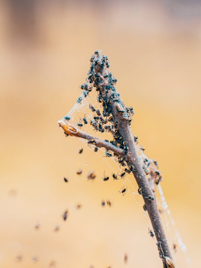 दिन में छिड़कते हैं दवाई फिर भी नहीं मरते कीड़े? जानें सही तरीका