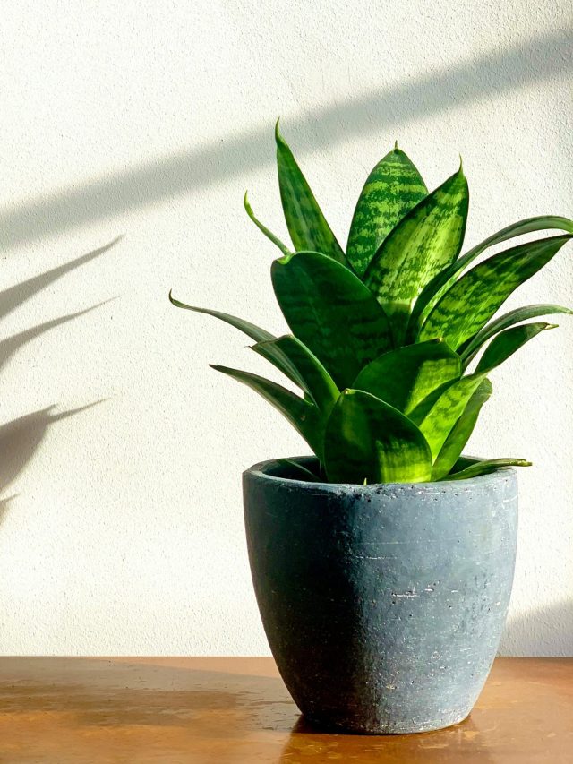 বাড়ির কোন দিকে স্নেক প্ল্যান্ট রাখলে বেশি কাজে দেবে? জানুন কী বলছে বাস্তু