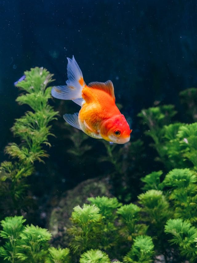 অ্যাকোয়ারিয়ামে গোল্ডফিশের সঙ্গে কোন কোন মাছ রাখবেন?