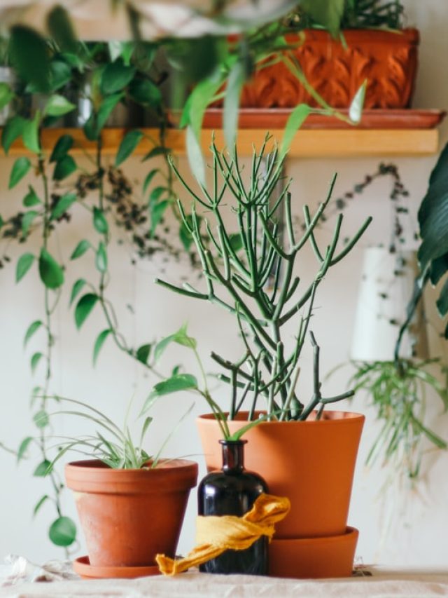 महंगे फर्टिलाइजर छोड़िए! रसोई की 3 चीज़ों से 7 दिन में हरे-भरे हो जाएंगे पौधे