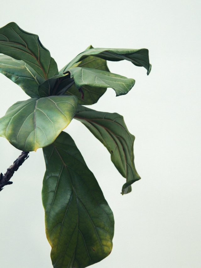 क्या पौधों को कम पानी दे रहे हैं आप? इन 7 संकेतों से पहचानें