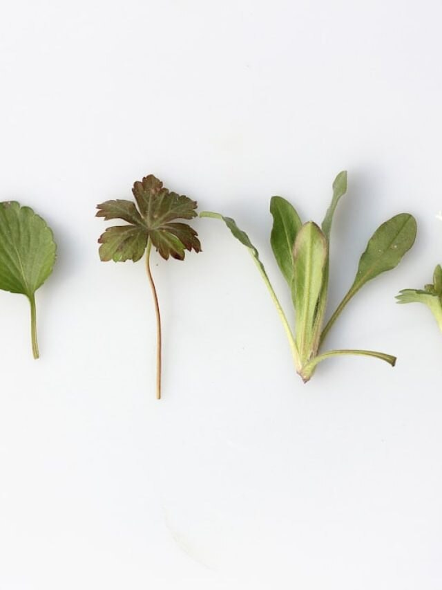 भीषण गर्मी में भी नहीं सूखेंगे पौधे, लगाएं ये 3 कूलिंग हर्ब्स