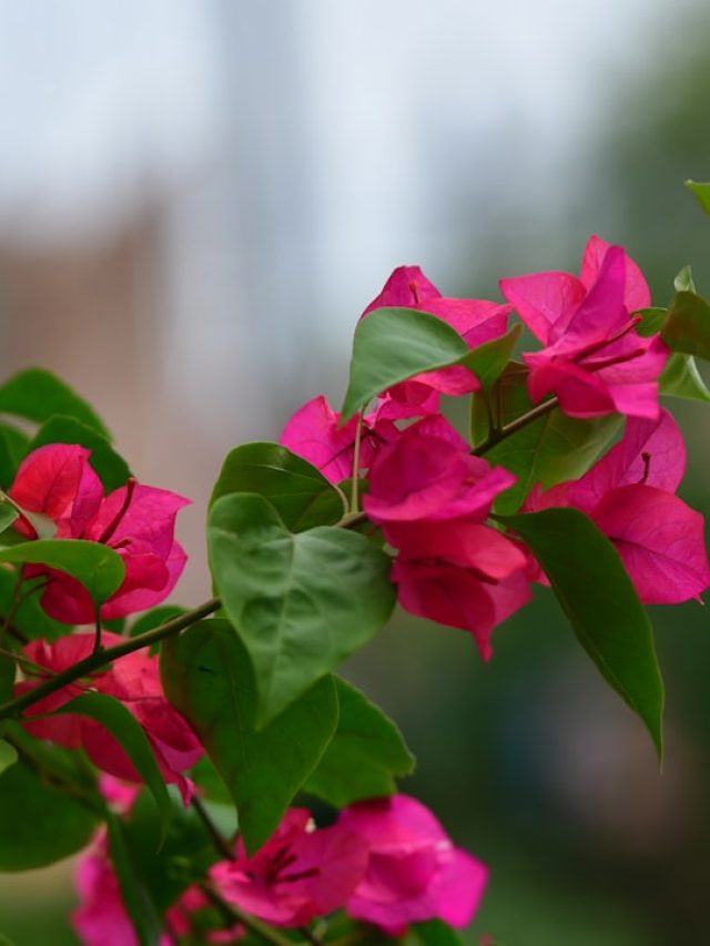 बोगनवेलिया को रोज पानी देना पड़ सकता है भारी, ज्यादा देखभाल से नहीं आते फूल