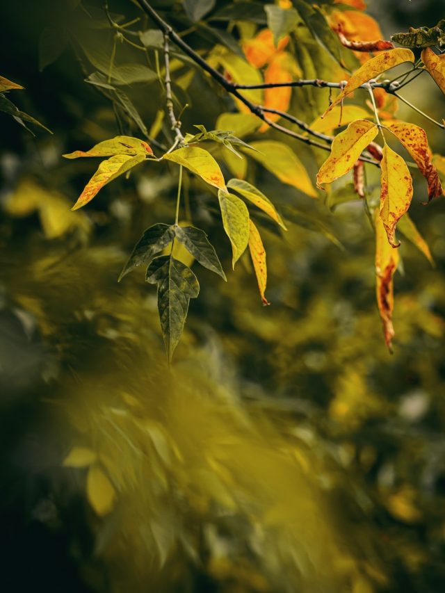 पीले पड़ रहे हैं पौधों के पत्ते? बस डाल दें 1 चम्मच ये चीज़