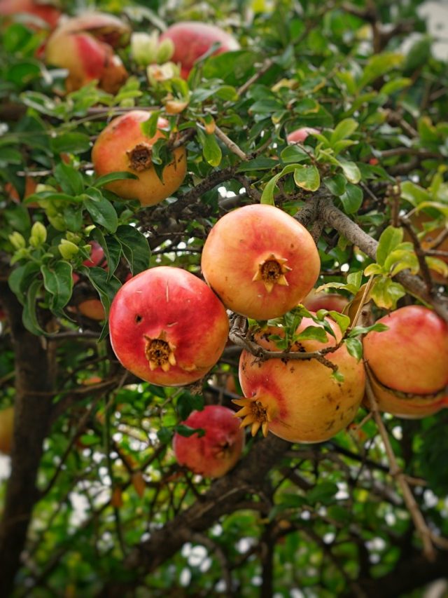 अनार फट रहा है या छोटे फल आ रहे हैं? अपनाएं ये 3 देसी जुगाड़