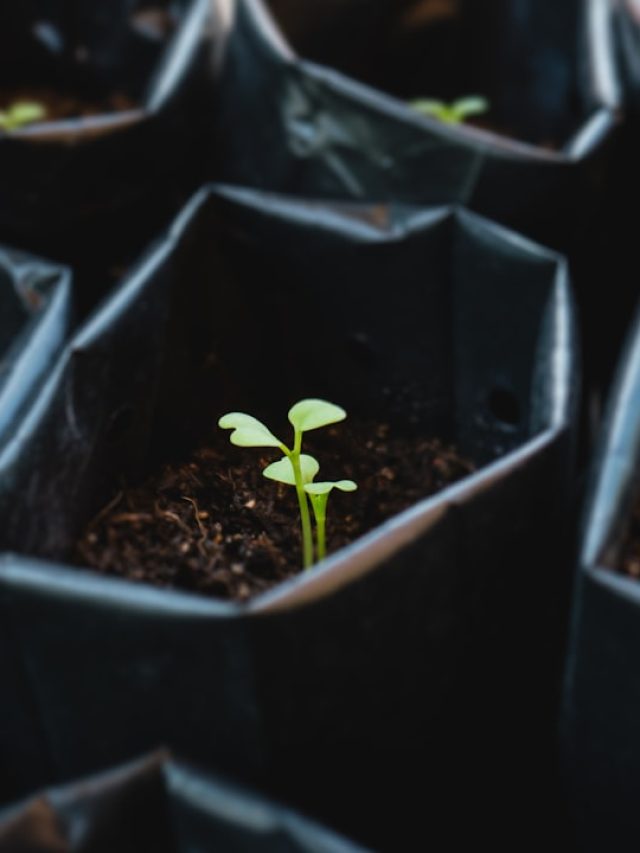 ग्रो बैग्स में ये सब्ज़ियां साथ उगाएं, पैदावार होगी दोगुनी