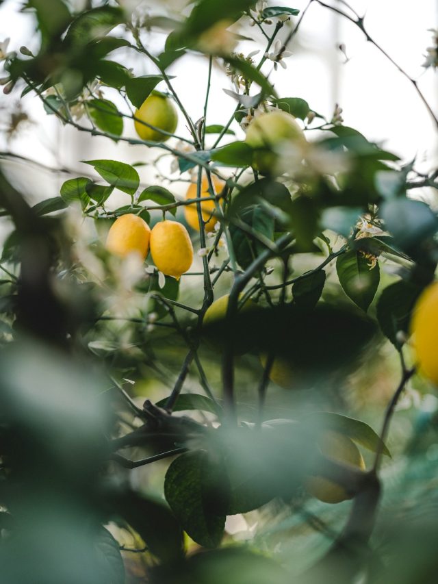 नींबू का पेड़ फल नहीं दे रहा? अपनाएं ये आसान टिप्स